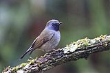 Rufous-gorgeted Flycatcherborder=